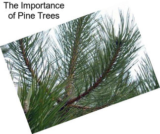 The Importance of Pine Trees