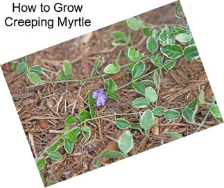 How to Grow Creeping Myrtle