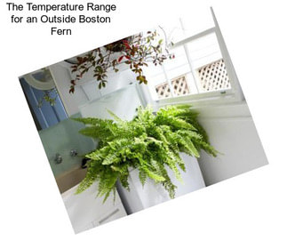 The Temperature Range for an Outside Boston Fern