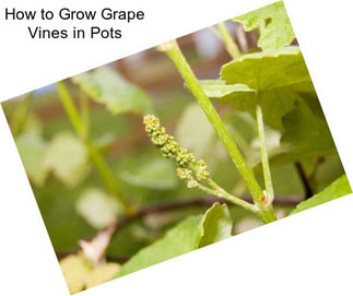 How to Grow Grape Vines in Pots