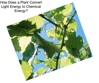 How Does a Plant Convert Light Energy to Chemical Energy?