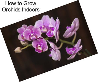 How to Grow Orchids Indoors