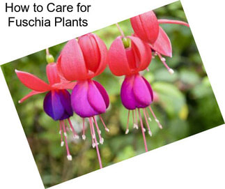 How to Care for Fuschia Plants