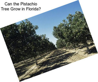 Can the Pistachio Tree Grow in Florida?