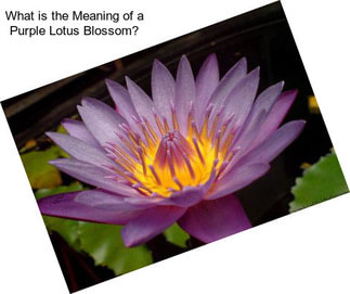 What is the Meaning of a Purple Lotus Blossom?