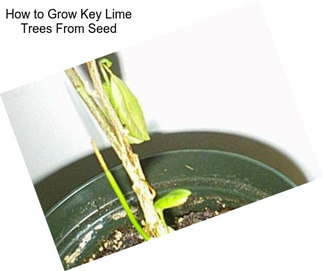 How to Grow Key Lime Trees From Seed