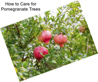 How to Care for Pomegranate Trees