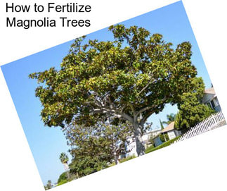 How to Fertilize Magnolia Trees