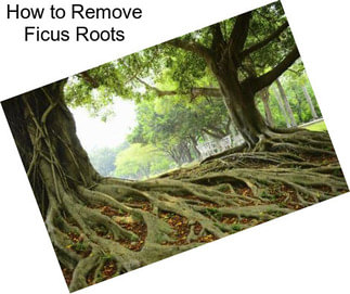How to Remove Ficus Roots
