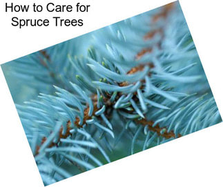 How to Care for Spruce Trees