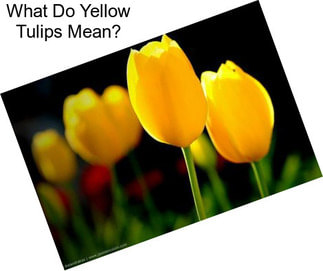 What Do Yellow Tulips Mean?