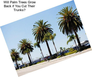 Will Palm Trees Grow Back if You Cut Their Trunks?