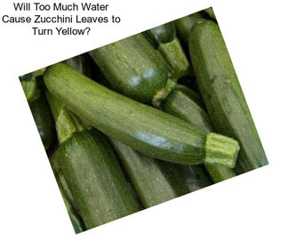 Will Too Much Water Cause Zucchini Leaves to Turn Yellow?