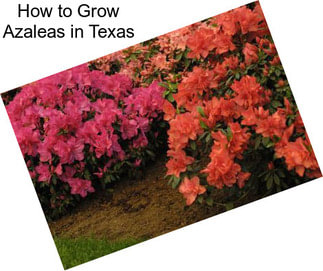 How to Grow Azaleas in Texas