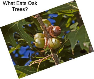 What Eats Oak Trees?