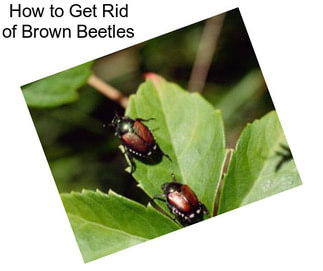 How to Get Rid of Brown Beetles