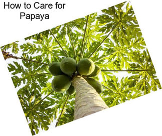 How to Care for Papaya