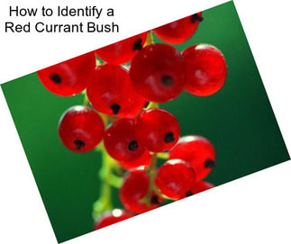 How to Identify a Red Currant Bush