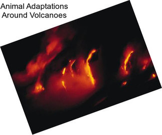 Animal Adaptations Around Volcanoes