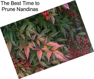 The Best Time to Prune Nandinas