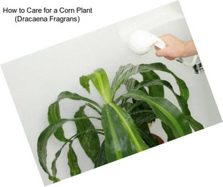How to Care for a Corn Plant (Dracaena Fragrans)