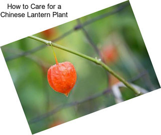 How to Care for a Chinese Lantern Plant