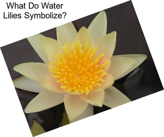 What Do Water Lilies Symbolize?