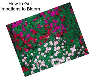 How to Get Impatiens to Bloom