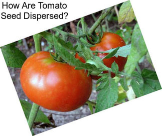 How Are Tomato Seed Dispersed?