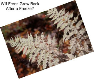 Will Ferns Grow Back After a Freeze?