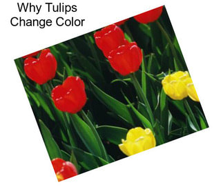 Why Tulips Change Color