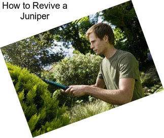 How to Revive a Juniper