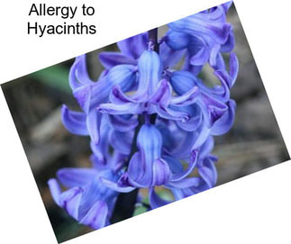 Allergy to Hyacinths