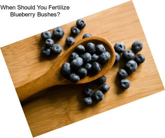 When Should You Fertilize Blueberry Bushes?