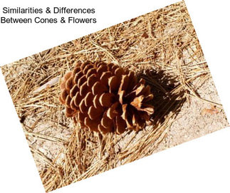 Similarities & Differences Between Cones & Flowers