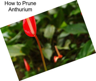 How to Prune Anthurium