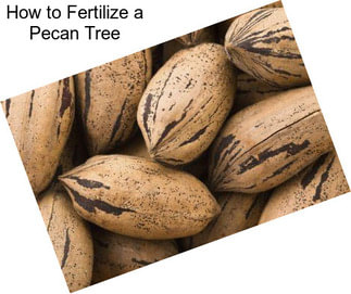 How to Fertilize a Pecan Tree