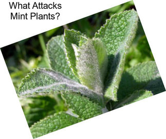 What Attacks Mint Plants?