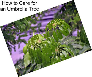 How to Care for an Umbrella Tree