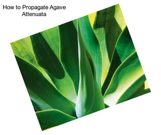 How to Propagate Agave Attenuata