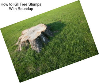 How to Kill Tree Stumps With Roundup