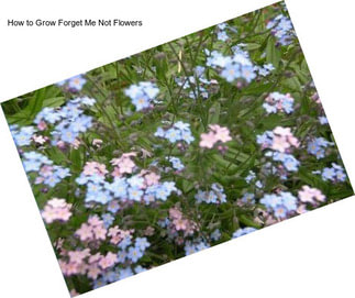 How to Grow Forget Me Not Flowers