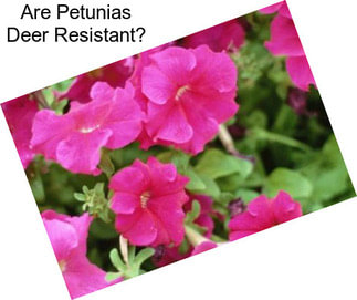 Are Petunias Deer Resistant?