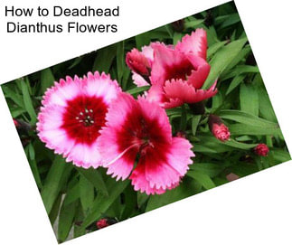How to Deadhead Dianthus Flowers