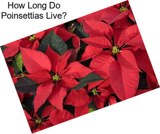 How Long Do Poinsettias Live?