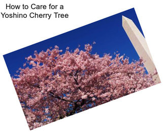How to Care for a Yoshino Cherry Tree