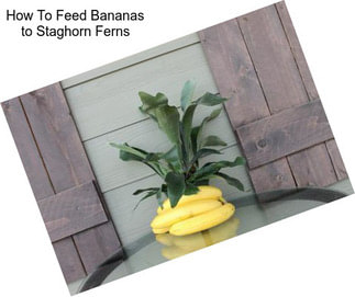 How To Feed Bananas to Staghorn Ferns