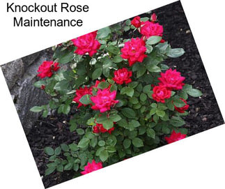 Knockout Rose Maintenance