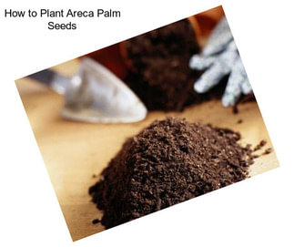 How to Plant Areca Palm Seeds