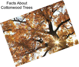 Facts About Cottonwood Trees